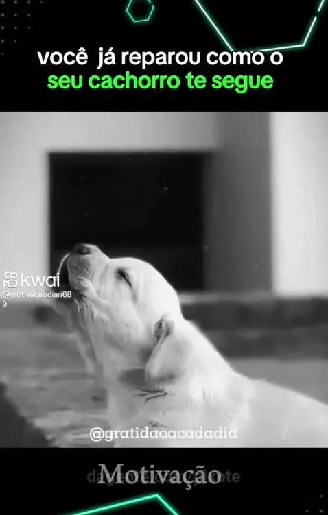 Video by pixote