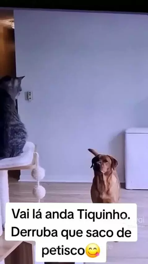 Video by pixote
