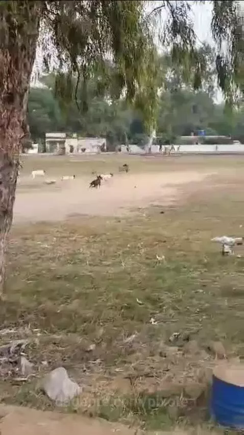 Video by pixote