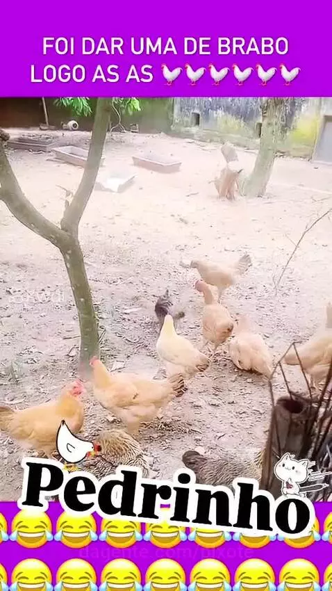 Video by pixote