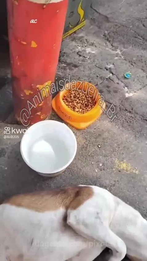 Video by pixote