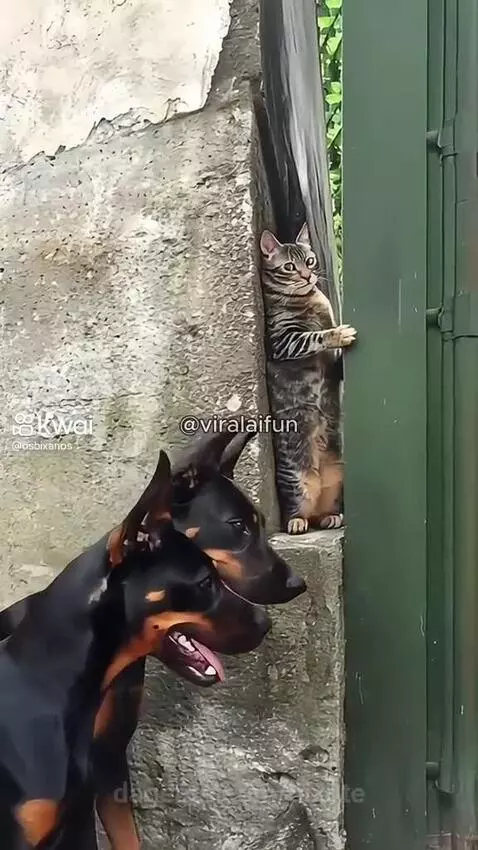 Video by pixote