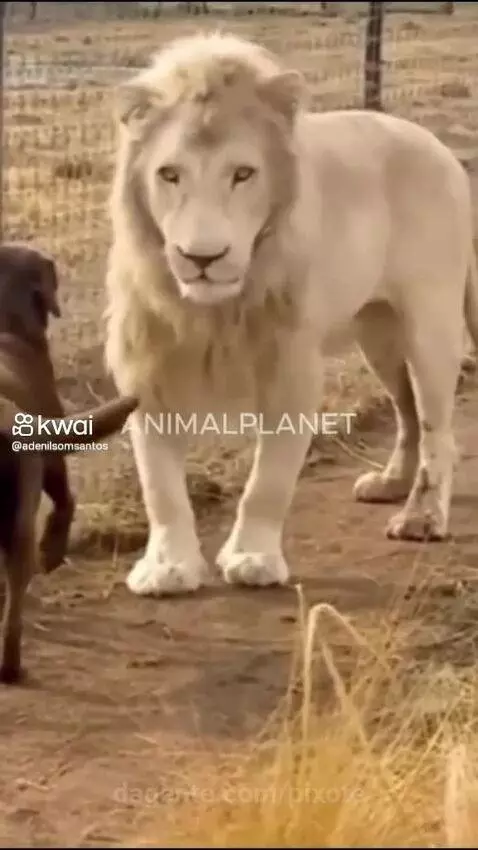 Video by pixote