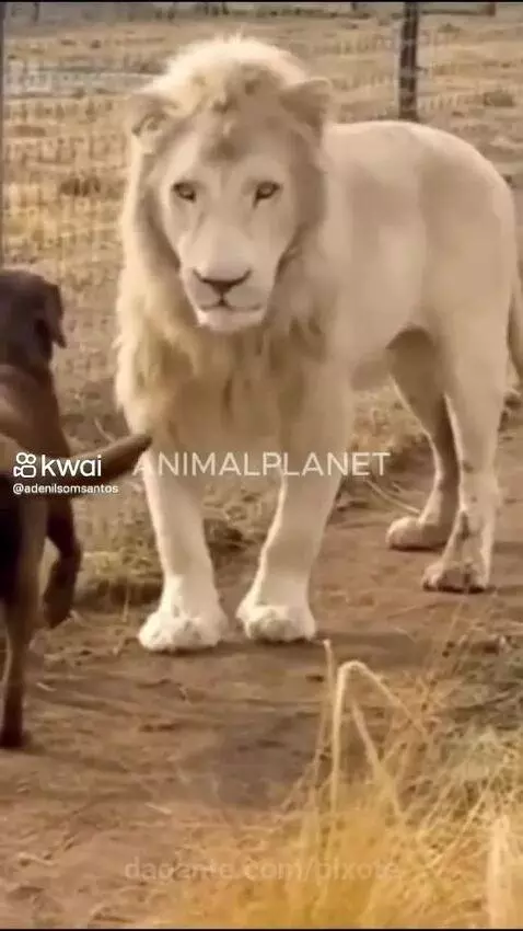 Video by pixote