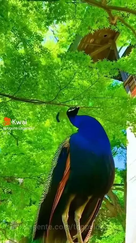 Pássaro by toppvideos