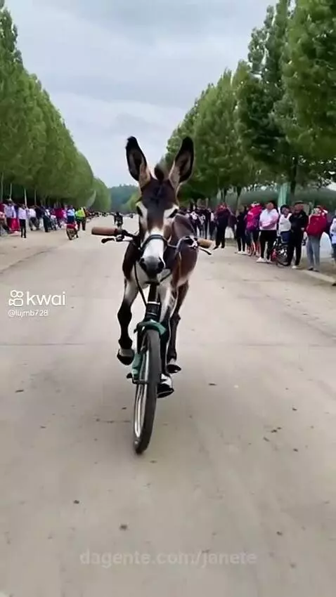 Video by janete