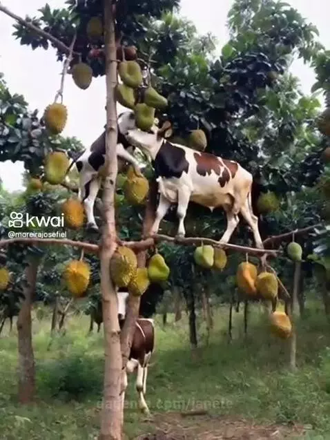 Video by janete