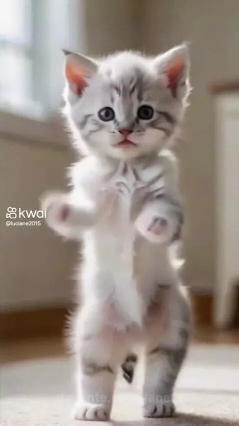 Video by janete
