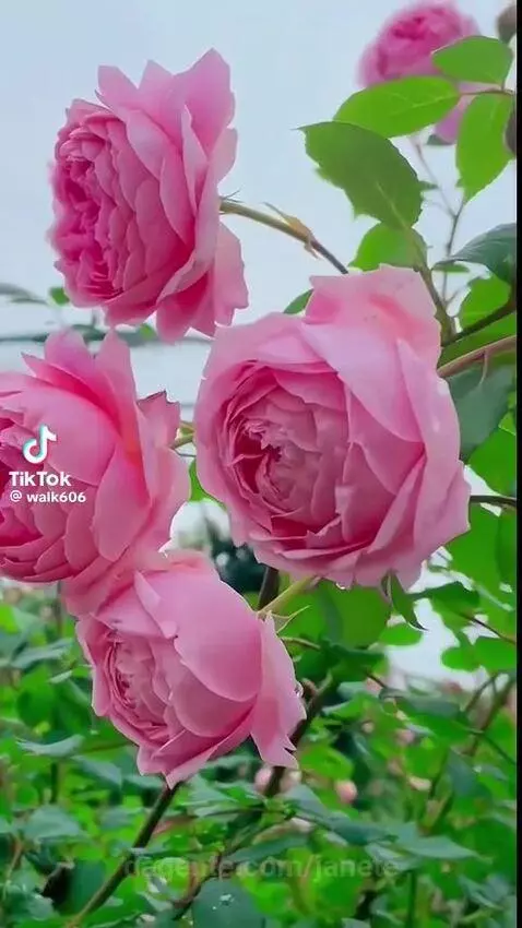 Video by janete