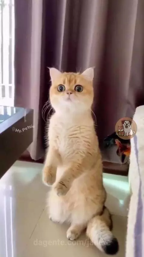 Video by janete