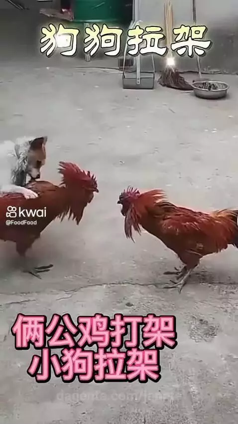 Video by janete