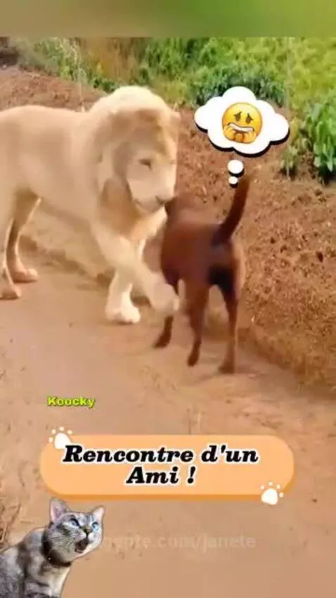 Video by janete