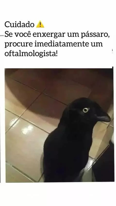 viral, humor, engracado by romarote