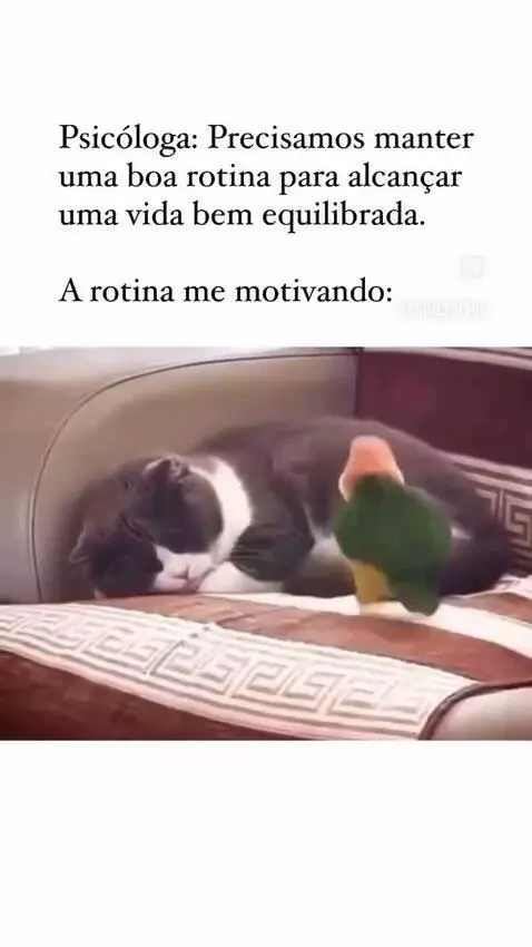 video, humor, viral by romarote