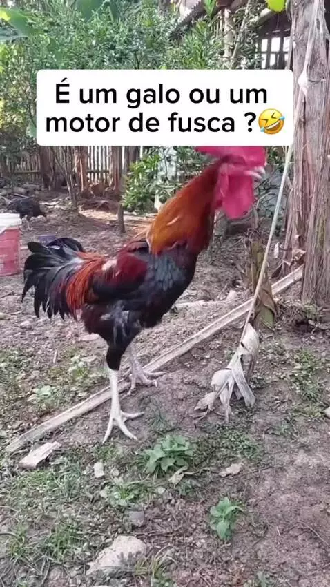 Video by romarote