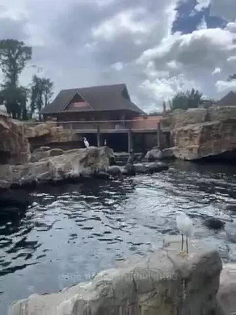 Video by pitbullatt83