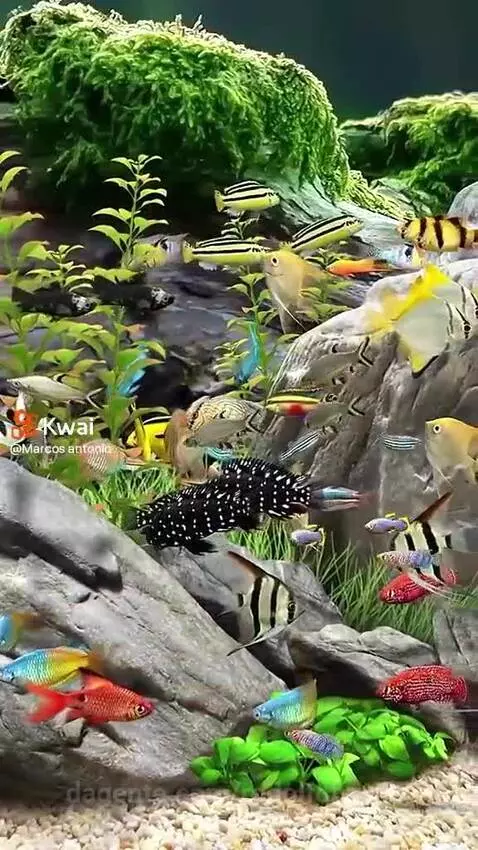 Video by rodolfobonfin
