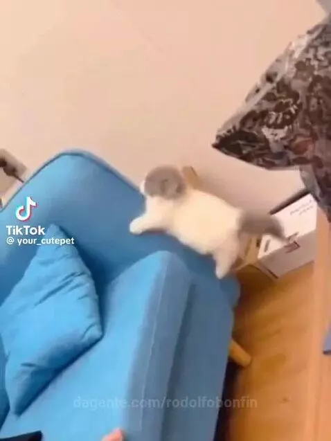 Video by rodolfobonfin