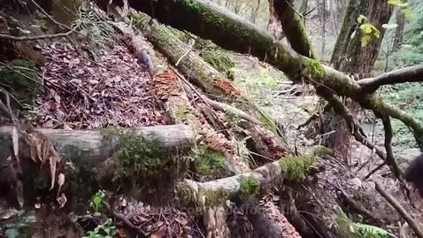 Video by rodolfobonfin