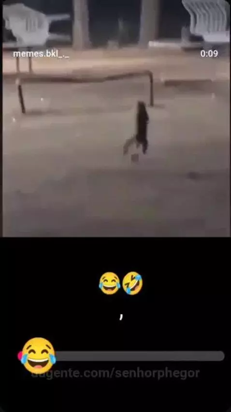 Existe sim Sapo 🐸 CULHULHU né, mas Gato CULHULHU é primeira ... by senhorphegor