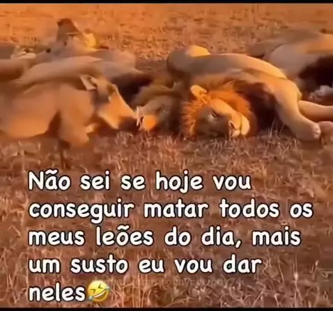 videoviral, humoranimal, seguidores by ronnycowboy74