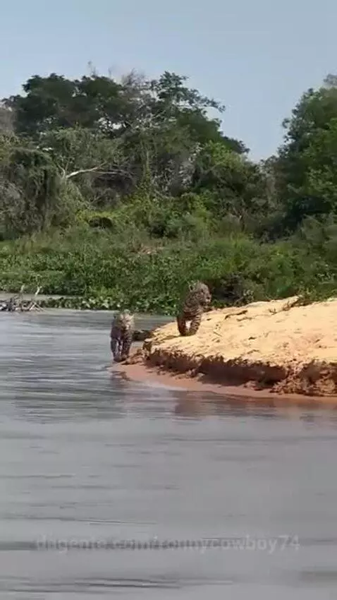 Prévia da publicação de ronnycowboy74