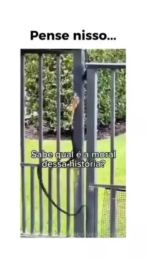 Prévia da publicação de ronnycowboy74