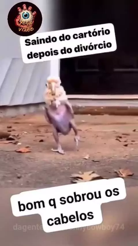 Prévia da publicação de ronnycowboy74