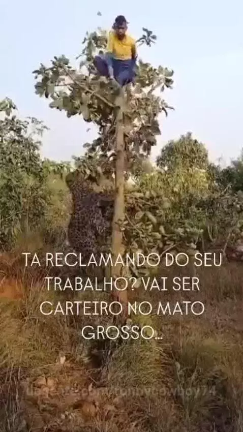 Prévia da publicação de ronnycowboy74