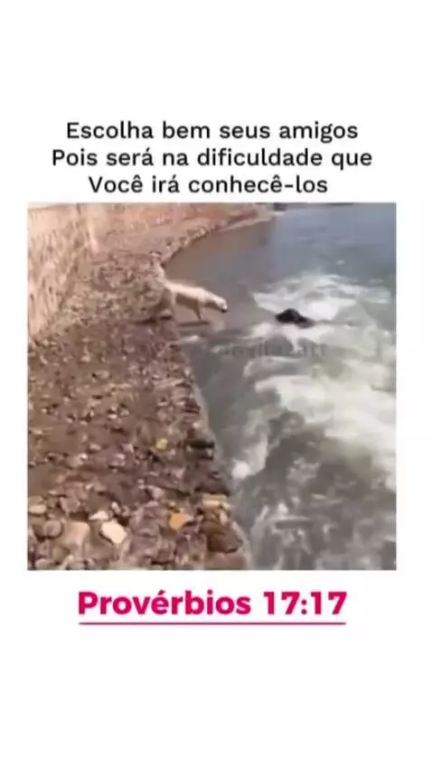 Prévia da publicação de ronnycowboy74