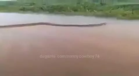 Prévia da publicação de ronnycowboy74