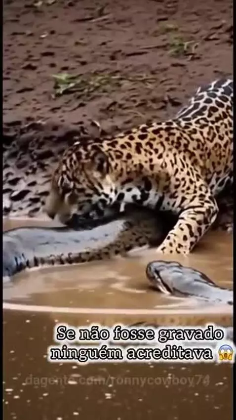 Prévia da publicação de ronnycowboy74