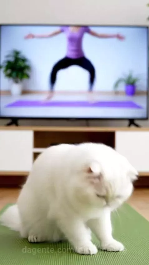 Compilado de Videos de IA #8 ‪@djdtoficial‬ by tube-mestre